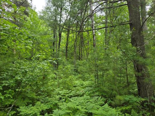 Wooded Lot Waiting for your Home or Cabin