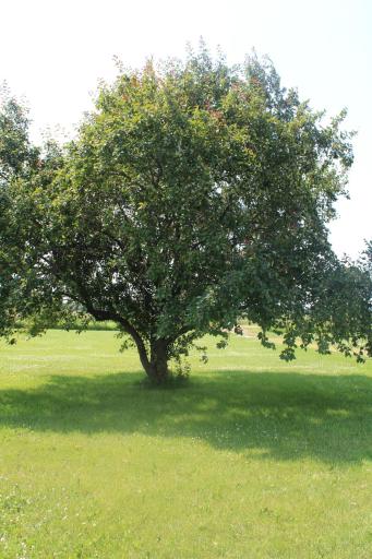 8828 130th Street, Milaca, MN 56353