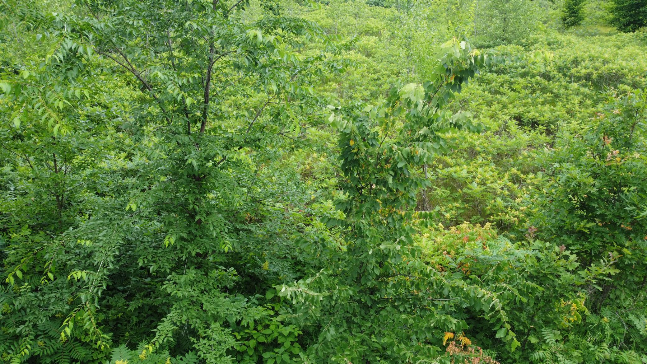 DJI_0598.JPG