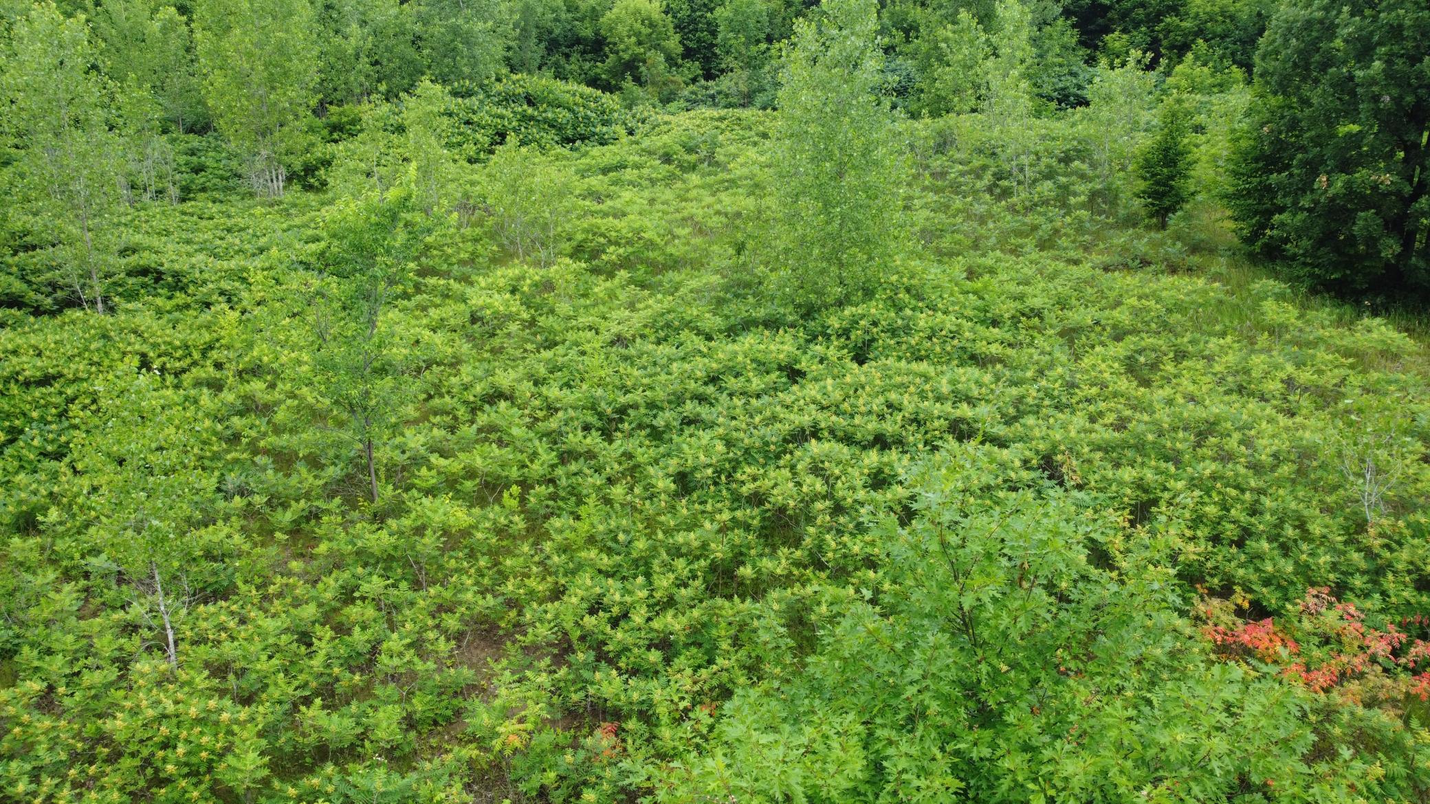 DJI_0597.JPG