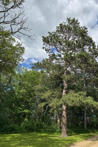 Mature Trees