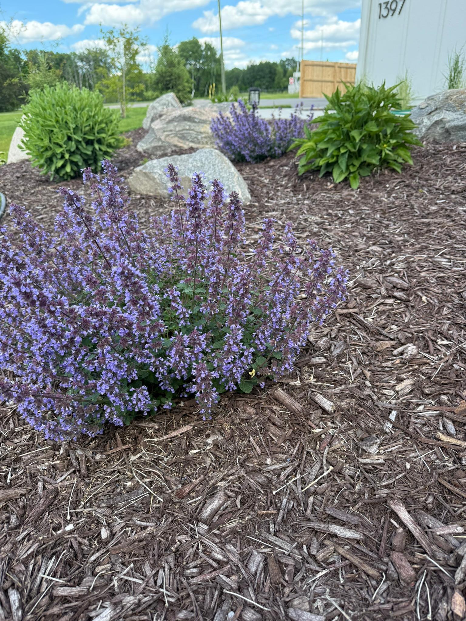 Perennial garden