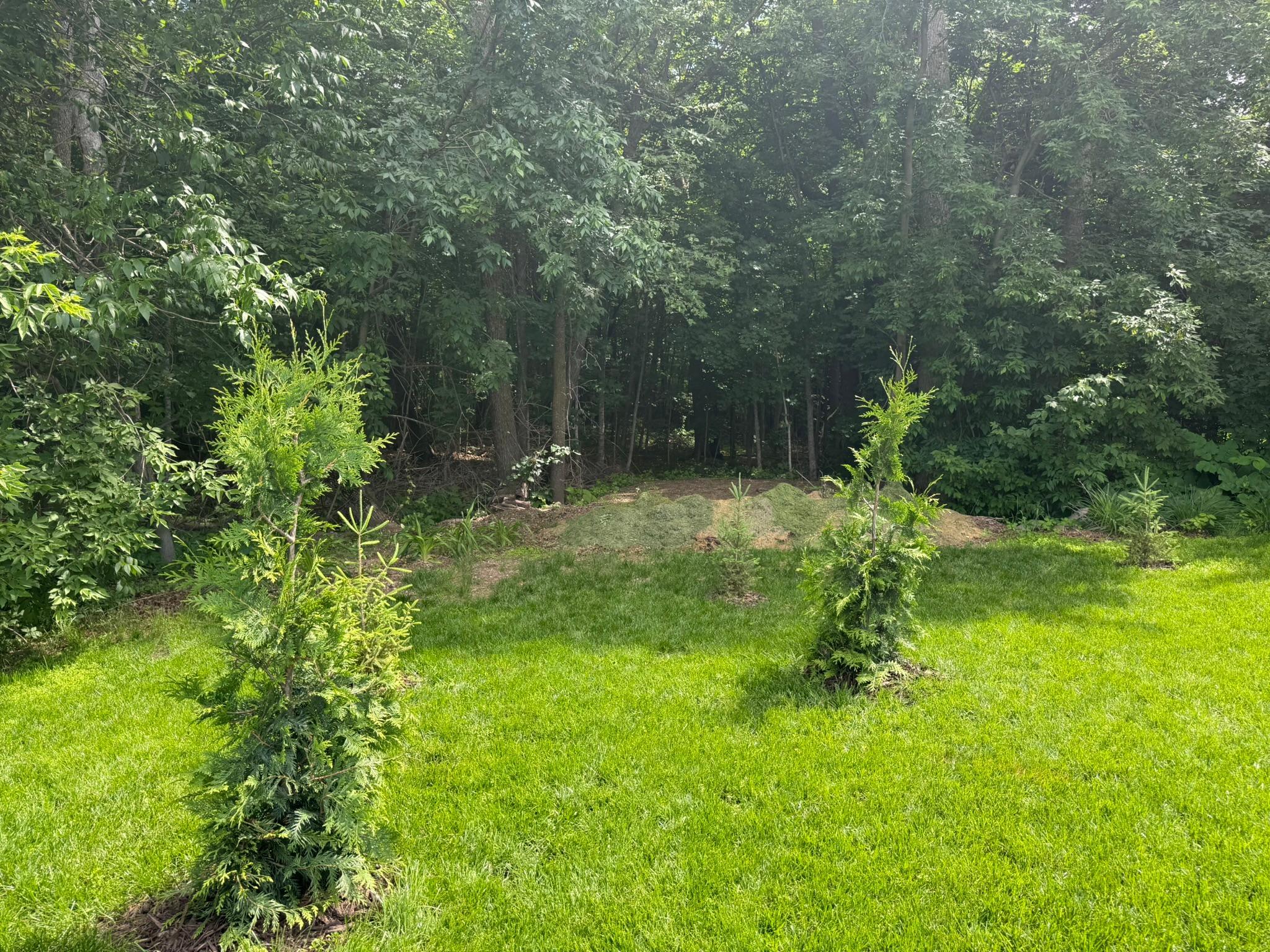 Wooded area