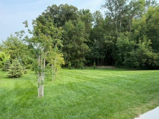 Back yard