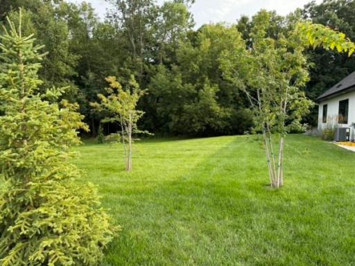 Back yard