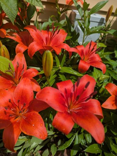 Many perennials