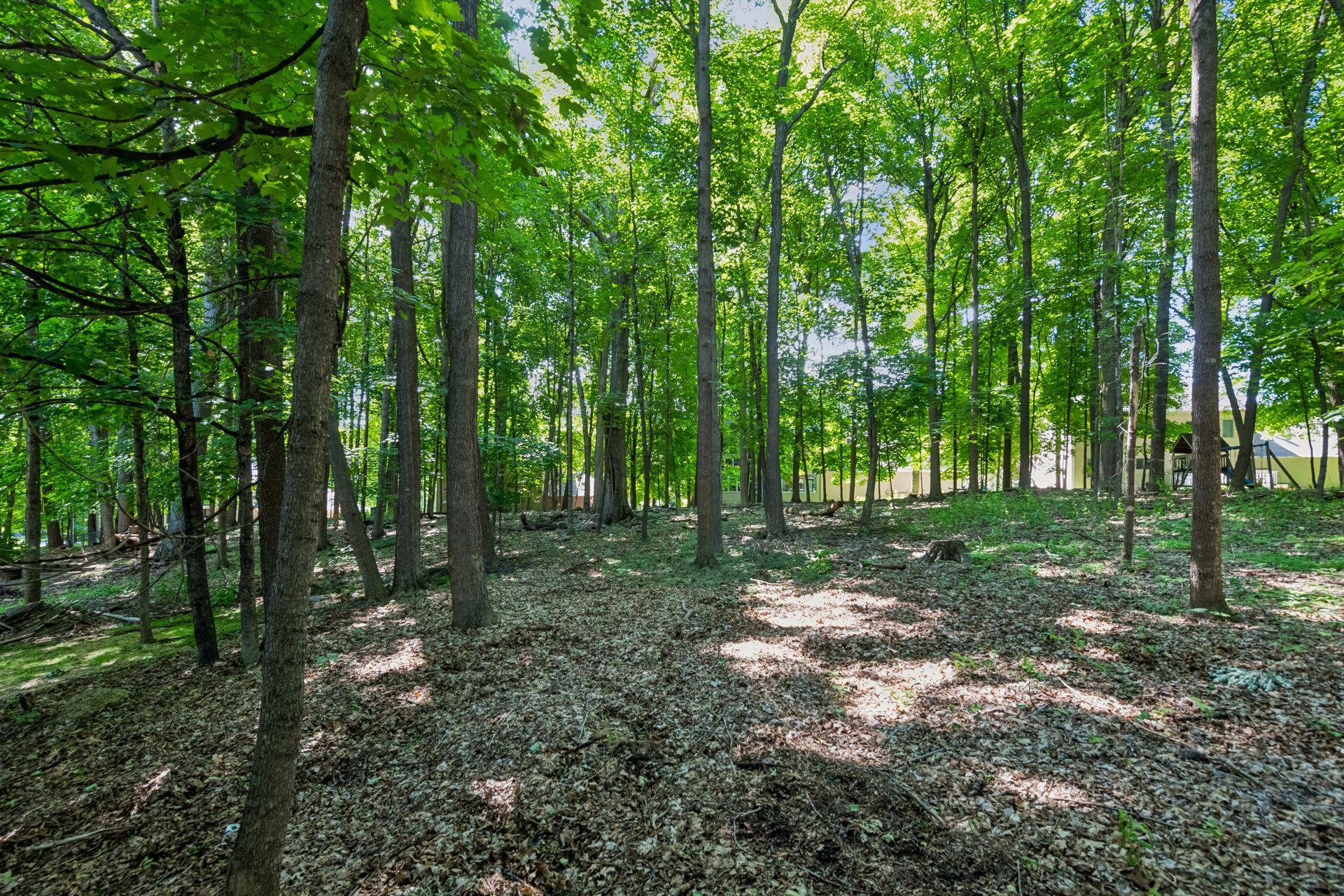 Views of the wooded Backyard from the Deck