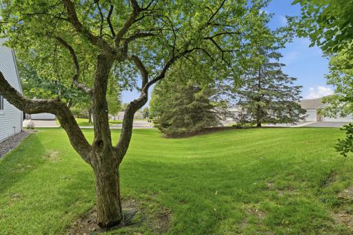 Beautiful trees, the responsibility of the HOA