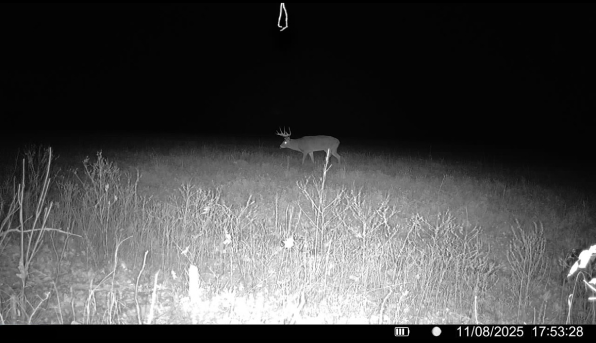 Standing in the field, a nighttime visitor trips the property's own trail camera.