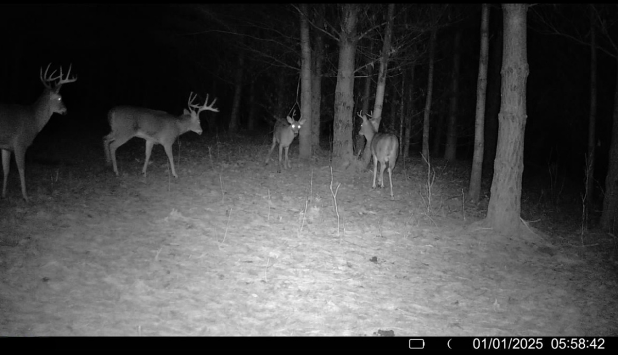 Several deer gather in the pines after dark, evidence of the bedding cover the wooded acres provide.