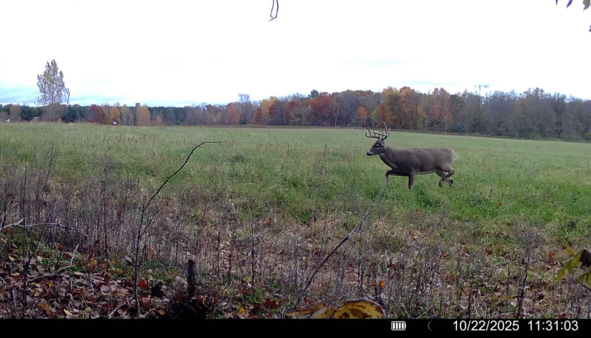 Whitetails linger along the field edge in fall, showing how the tillable acres pull game right past your setup.