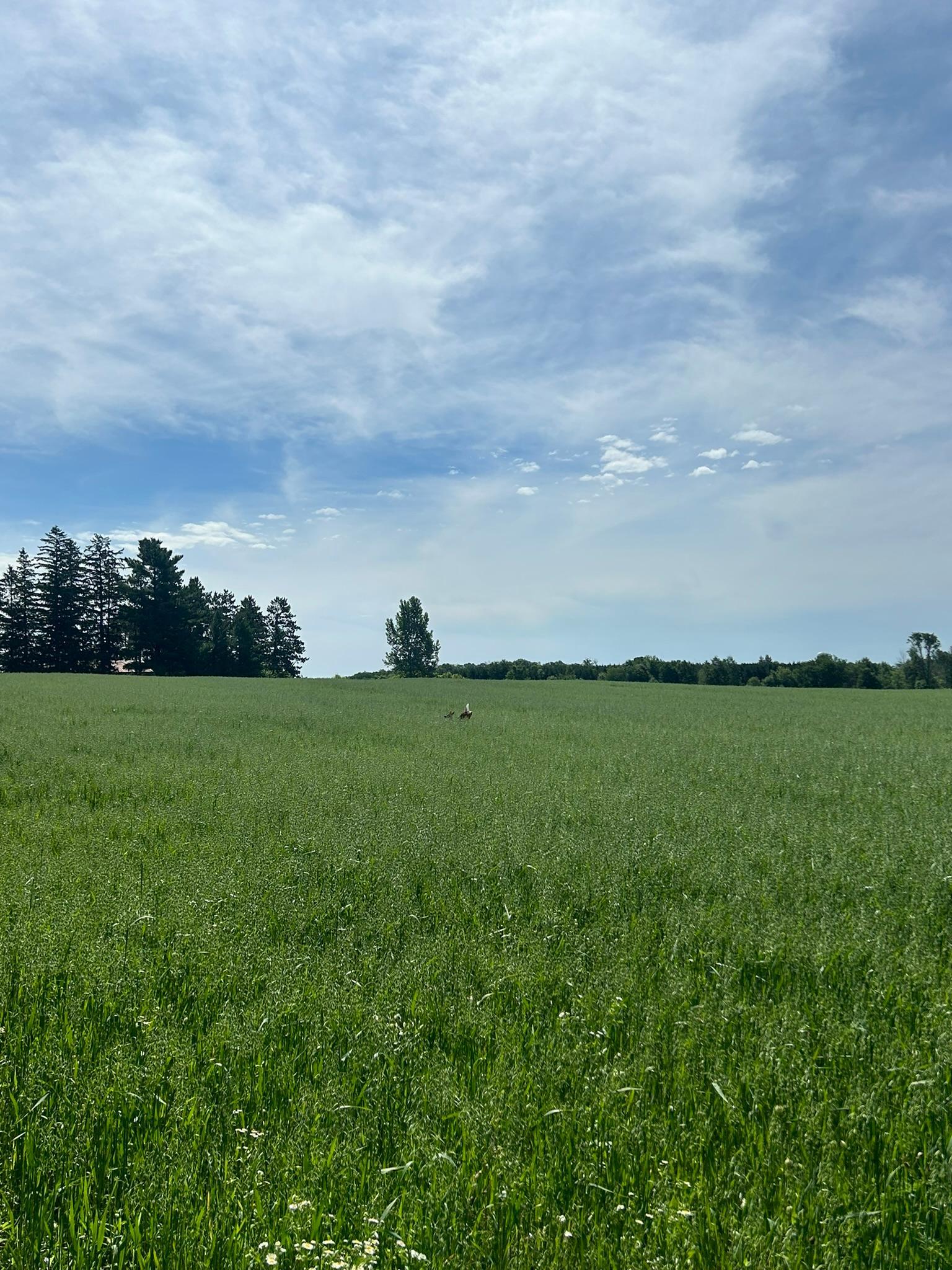 Gently rolling open acres invite a building site or a hobby farm, with room to roam and grass and sky in every direction.
