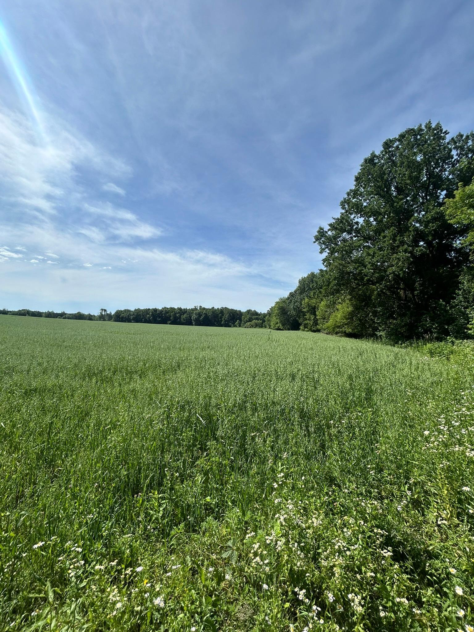 Productive tillable ground runs to a wooded horizon under open sky, ready to keep farming, plant to food plots, or frame the setting for a future home.