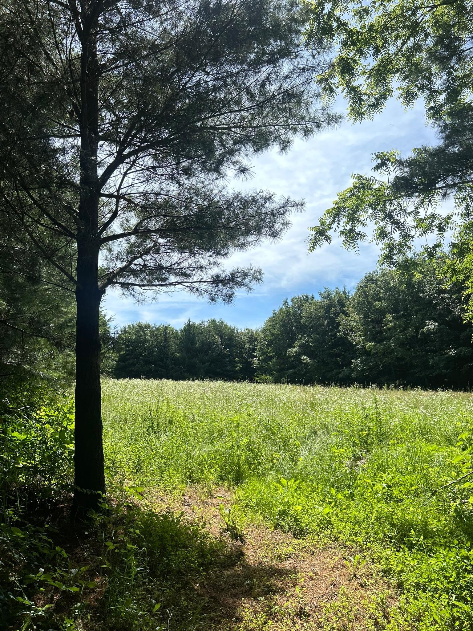 Shade trees and a mowed path mark where field meets cover, a natural walk-in to a stand and a fine place to watch the sun drop over the crops.