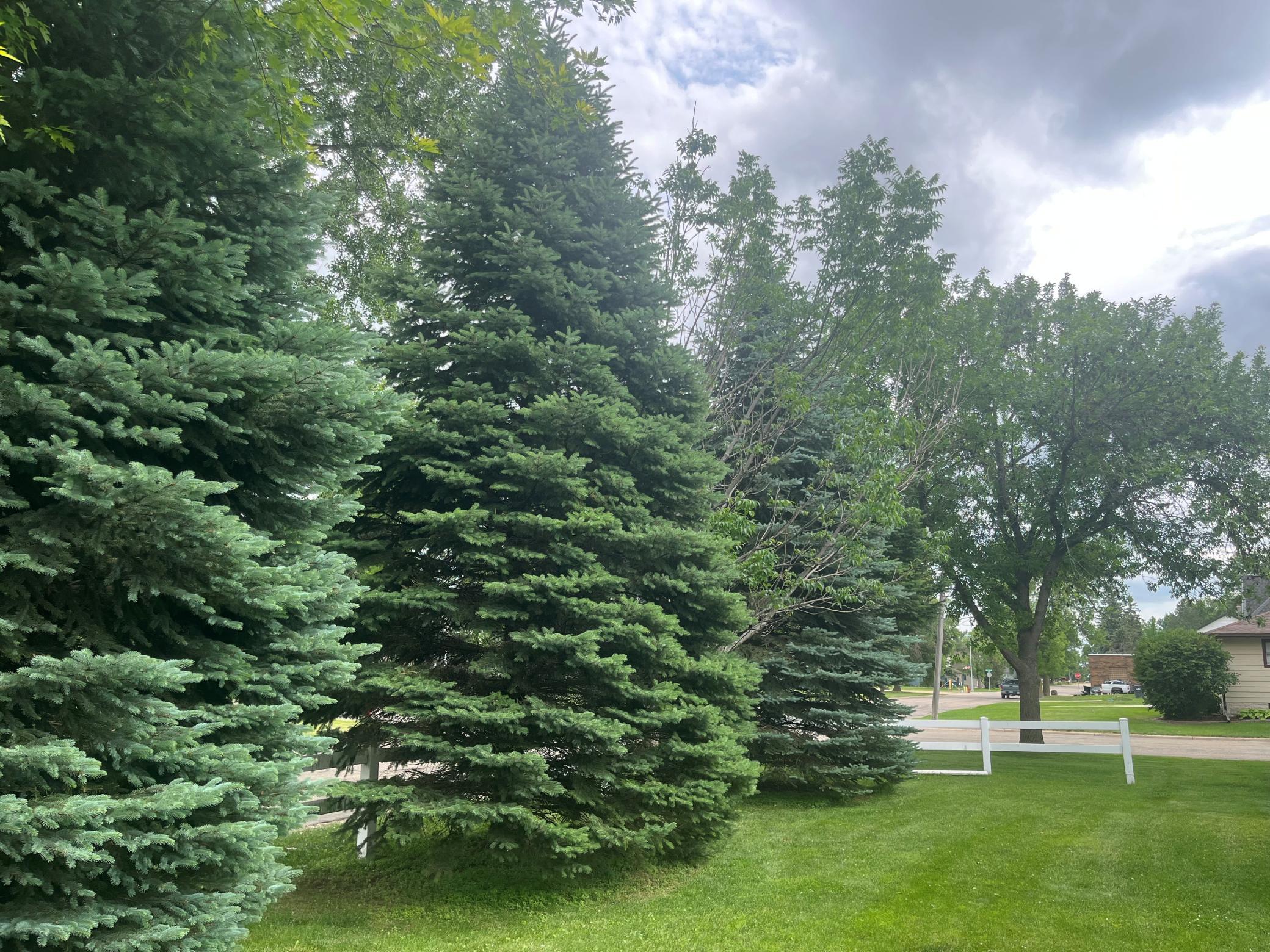 pine trees for privacy.jpg