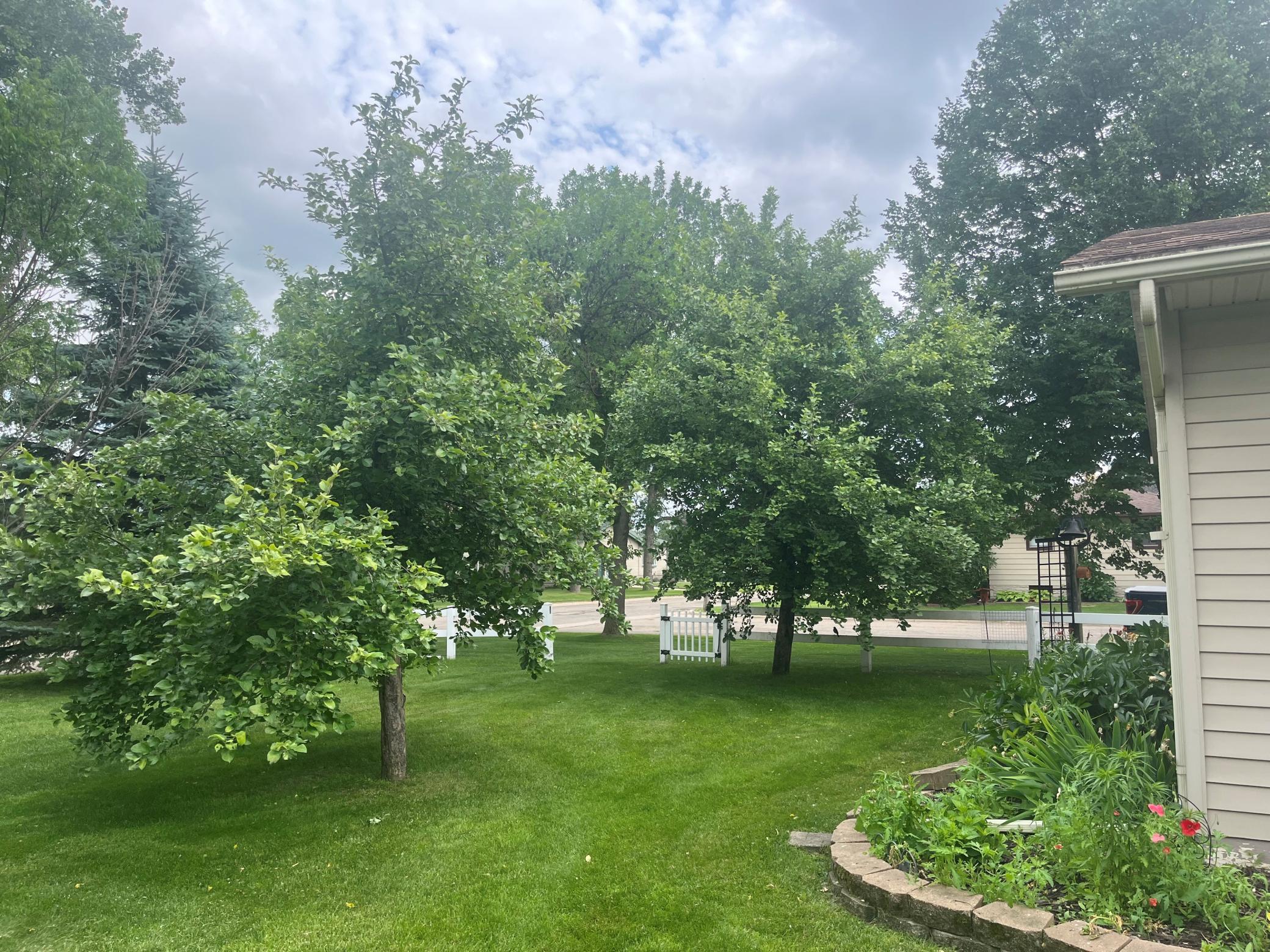 dual apple trees.jpg