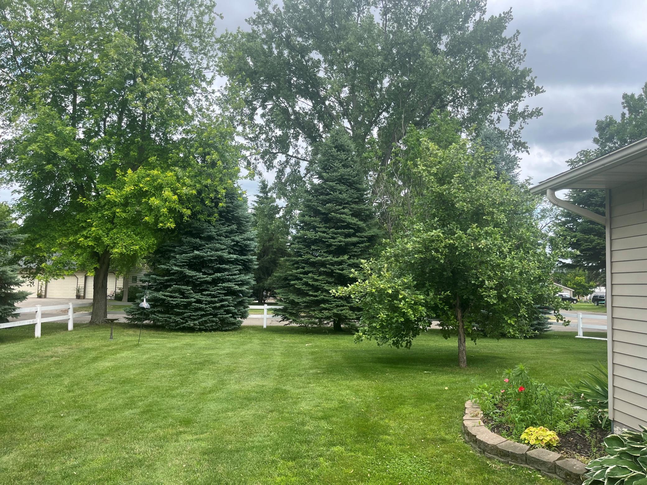 mixture of backyard trees.jpg