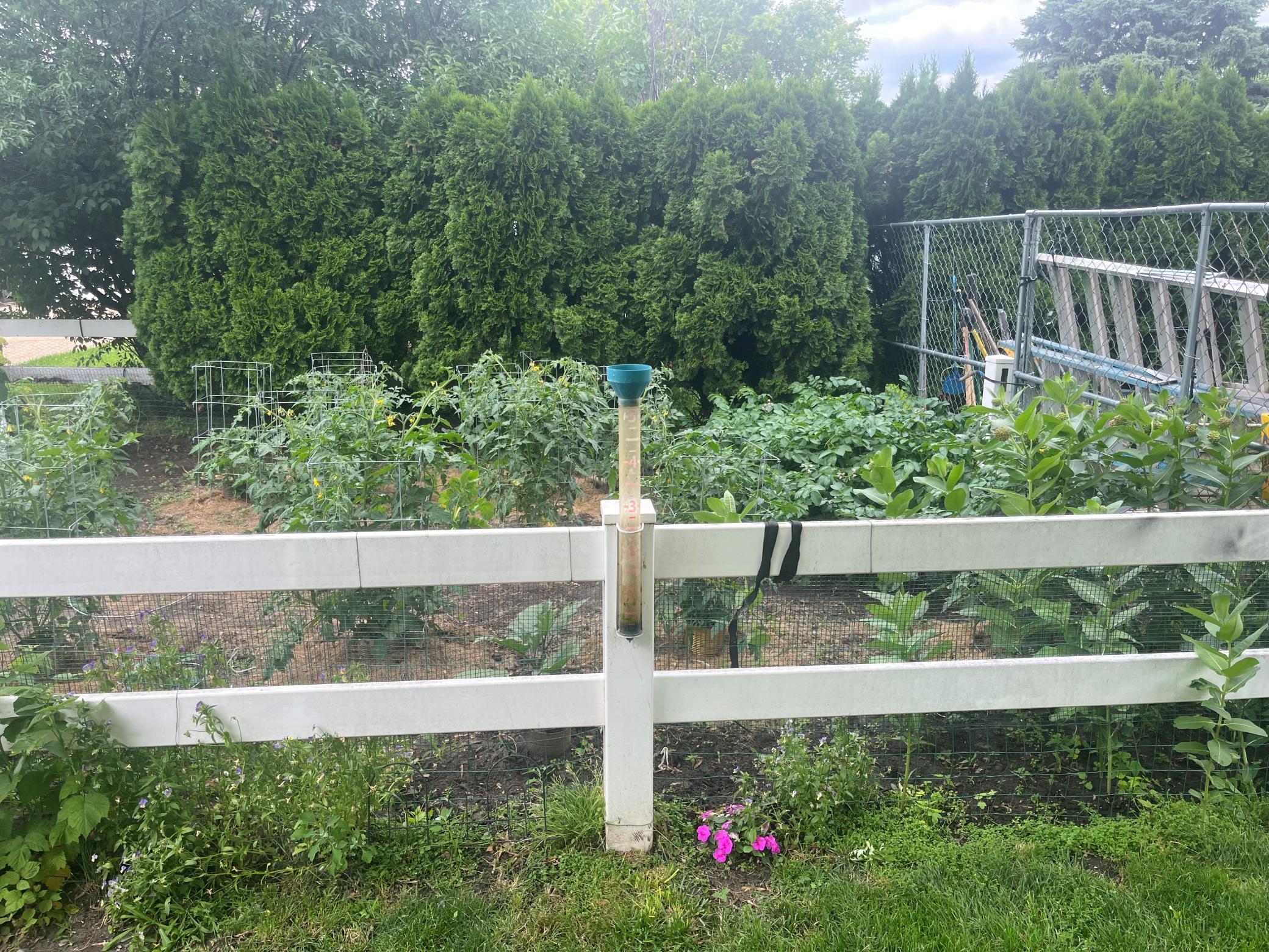 backyard garden.jpg