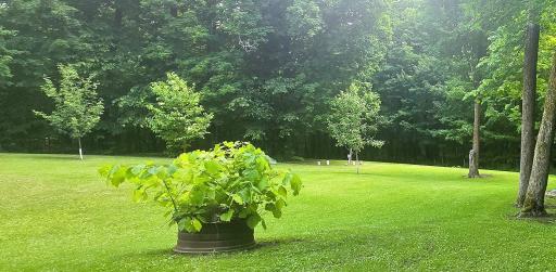 Apple & Crabapple Trees