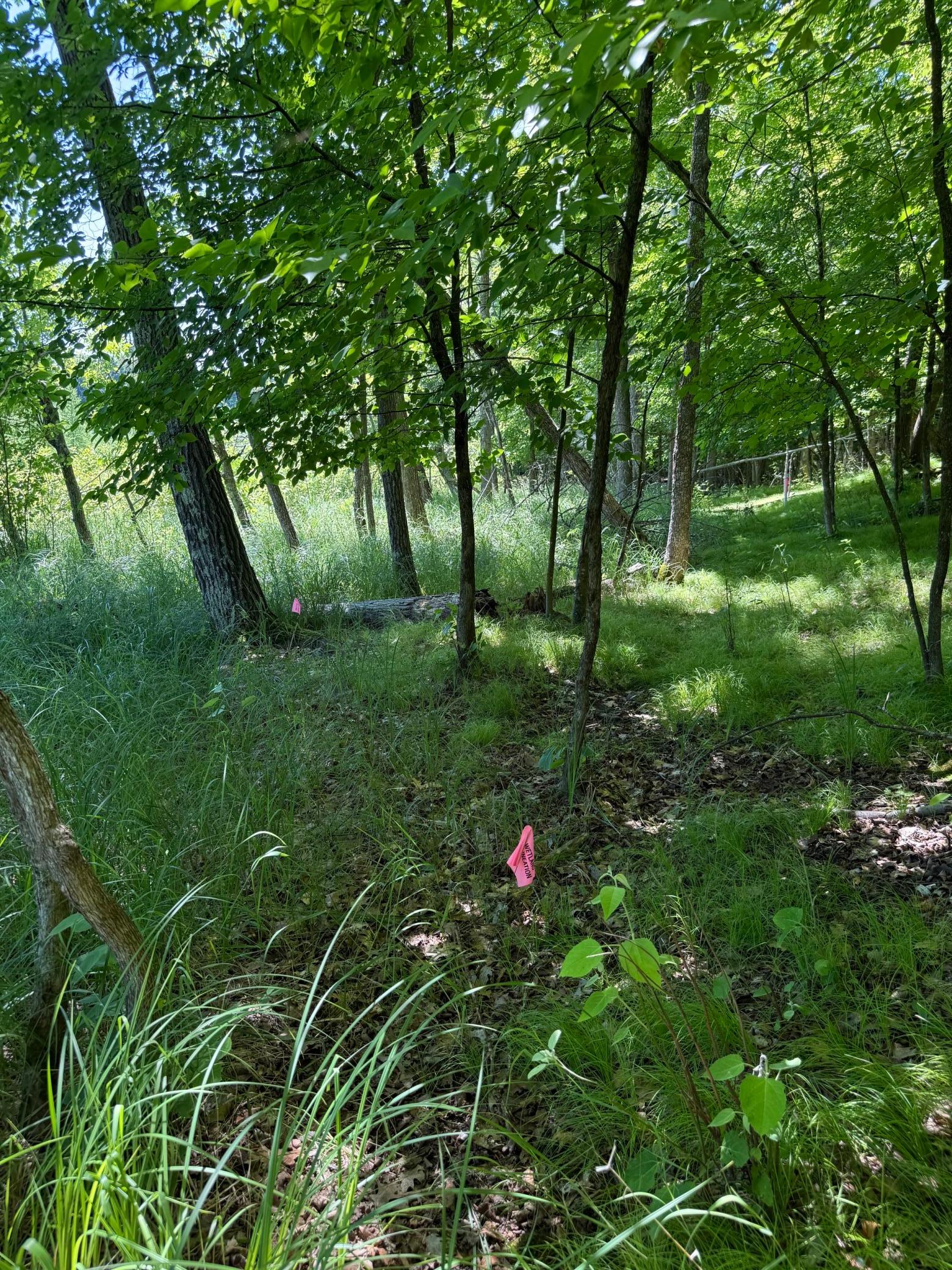 wetlands delineated