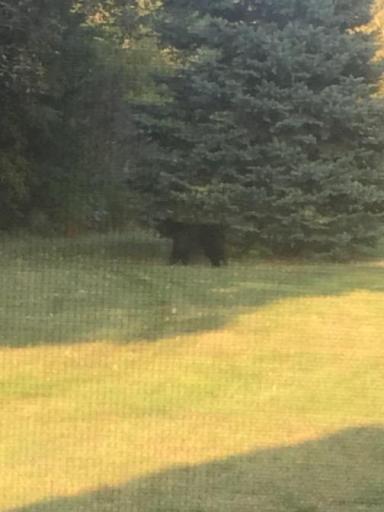 Bear 1.jpg