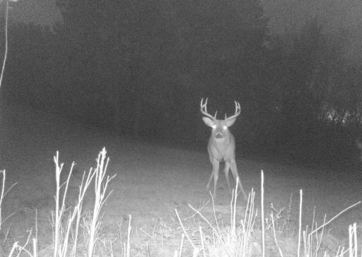 Deer 4.jpg