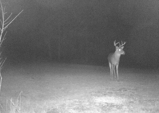 Deer 8.jpg