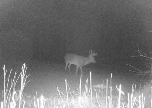 Deer 3.jpg