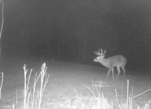 Deer 6.jpg