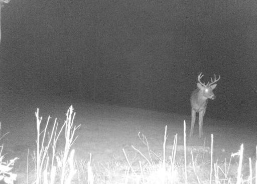Deer 2.jpg
