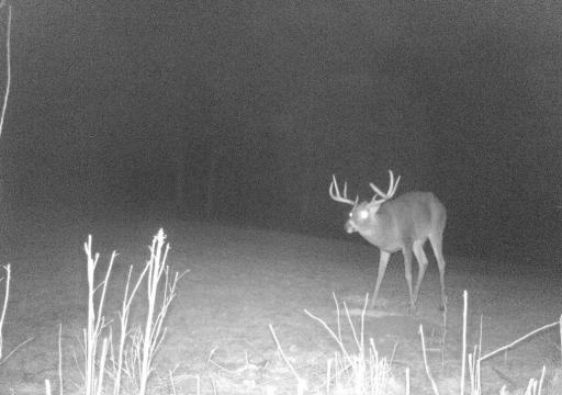 Deer 7.jpg