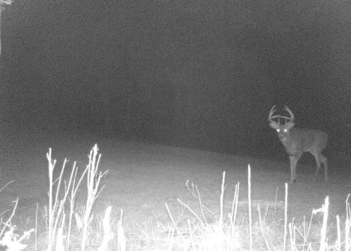 Deer 9.jpg