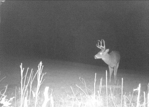 Deer 10.jpg