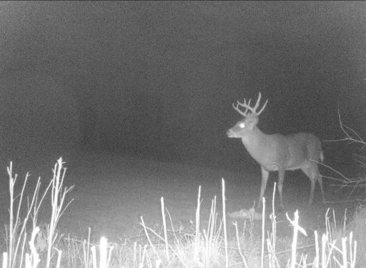 Deer 5.jpg