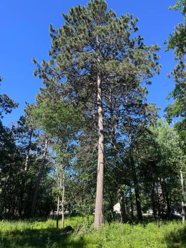 TBD Franklin Avenue, Park Rapids, MN 56470