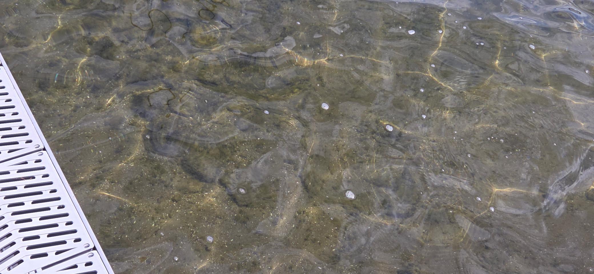 Lake Mary Clear Water