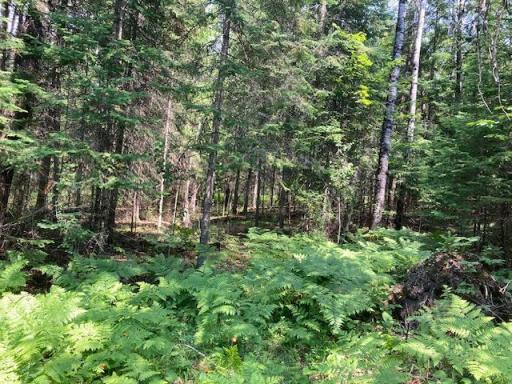 11919 Luna Lake Road, Side Lake, MN 55781