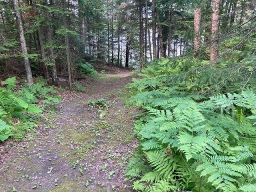 Towner - trail that goes to lake pic 15.JPG