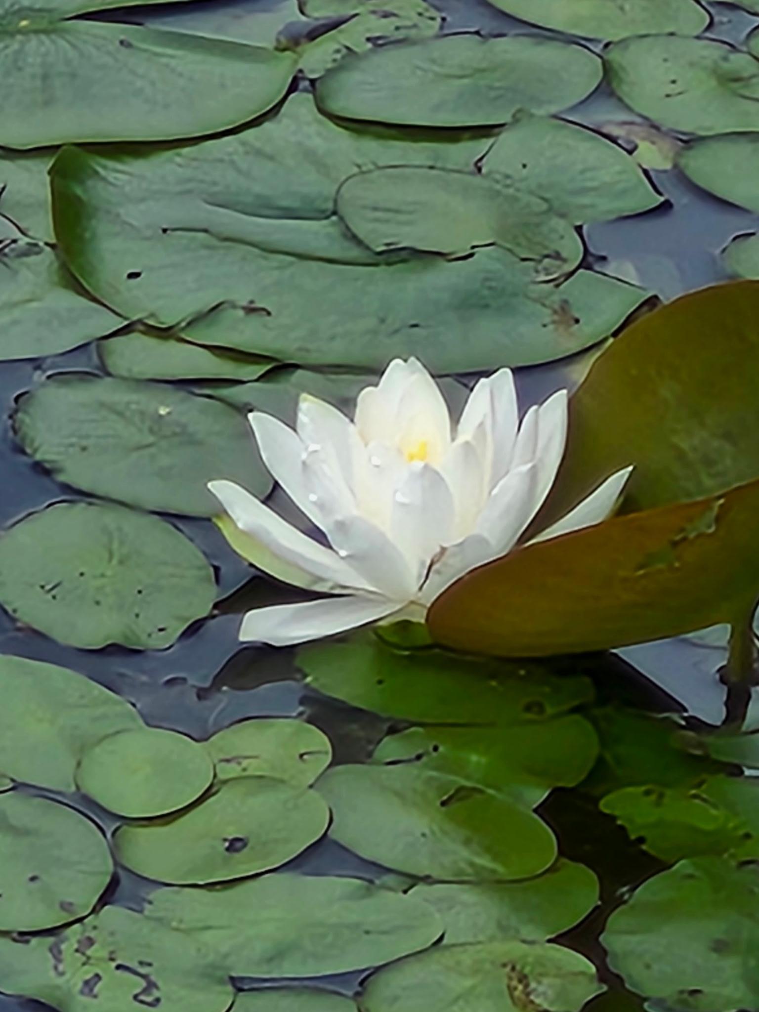 Towner -as seller - large flower pic.jpeg