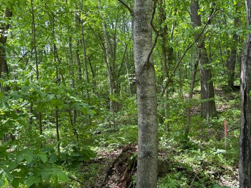 TBD Hickory Lane, Garrison, MN 56450