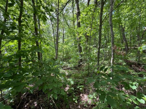 TBD Hickory Lane, Garrison, MN 56450