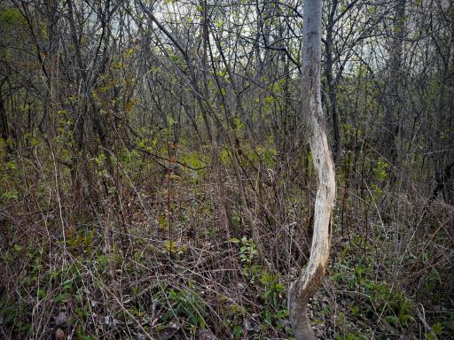 TBD County Line Avenue, Clear Lake, WI 54005