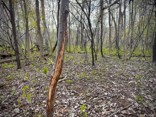TBD County Line Avenue, Clear Lake, WI 54005