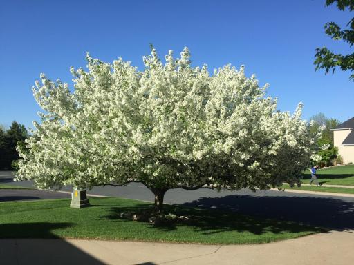Owner photo of the ornamental fruit tree in the front of the home.