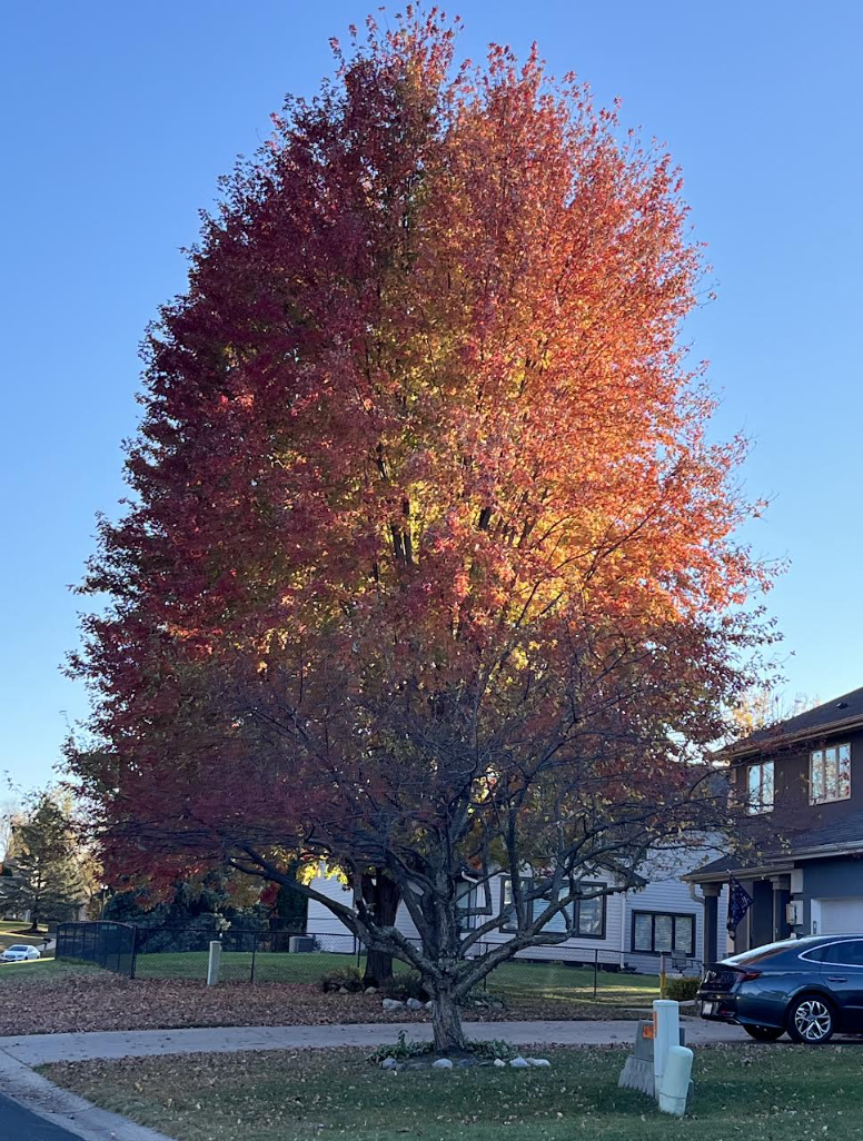 Owner photo of the beautiful fall colors in this yard.