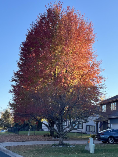 Owner photo of the beautiful fall colors in this yard.