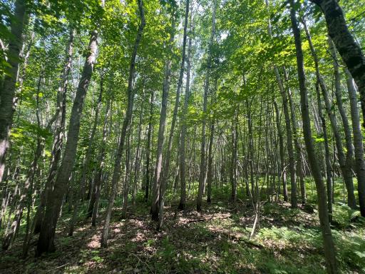 Parcel 6 County Road A, Solon Springs, WI 54873