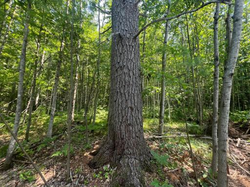 Parcel 6 County Road A, Solon Springs, WI 54873