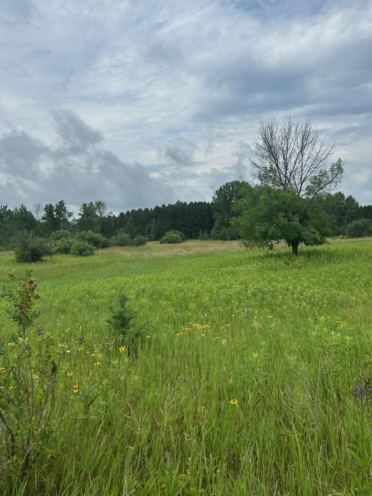 Wooded Area.jpg