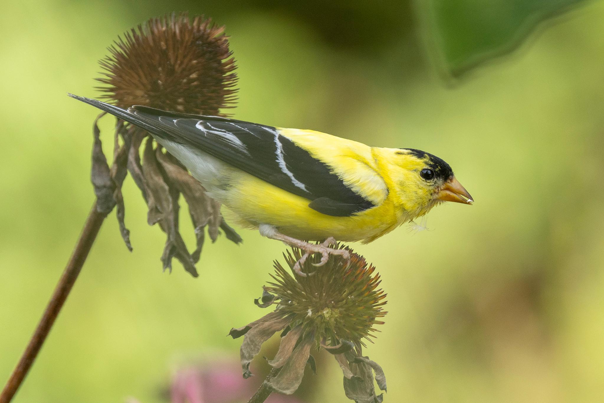 Pollinator ~ Gold Finch.jpg